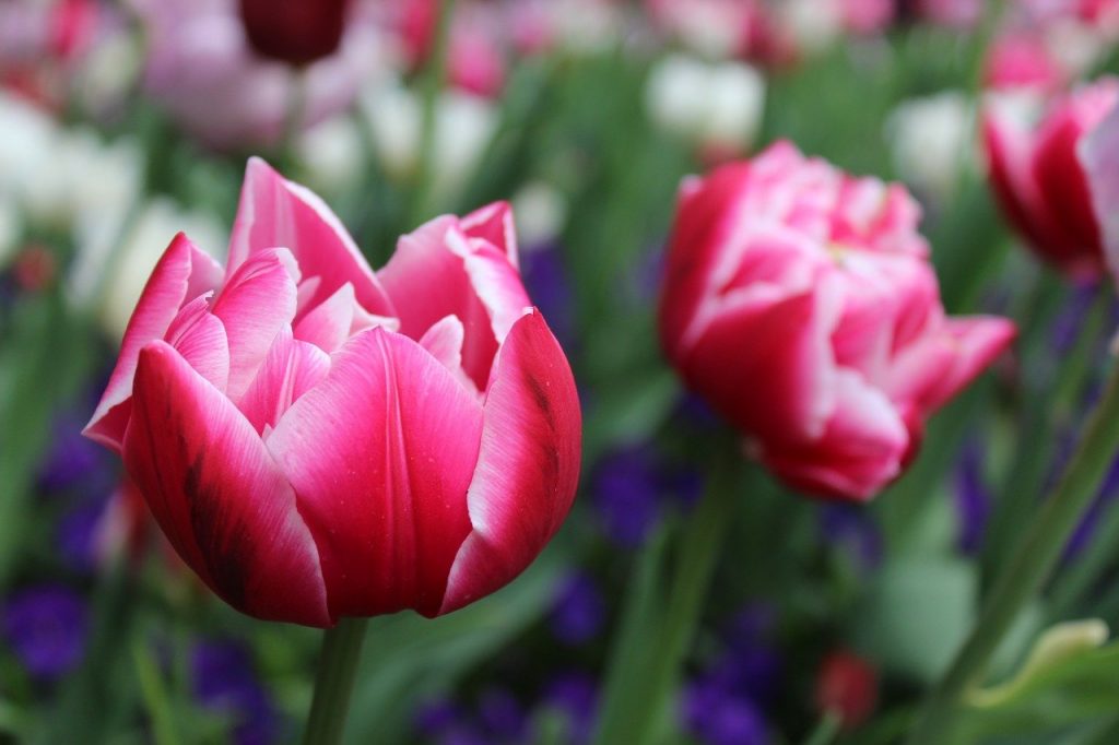 Dubbel tulpen in roze kleur