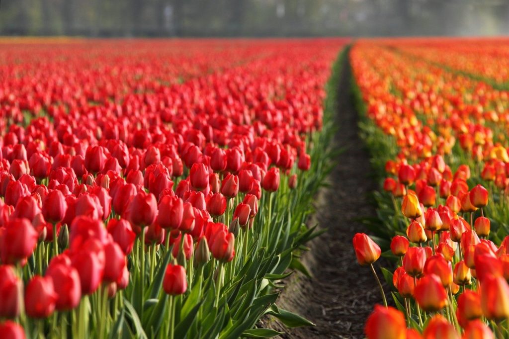 Tulpen veld in Nederland