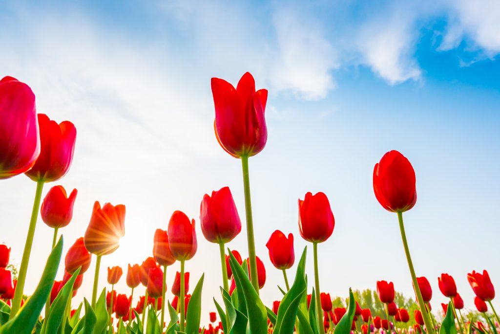 Rode tulpen tijdens bloeien