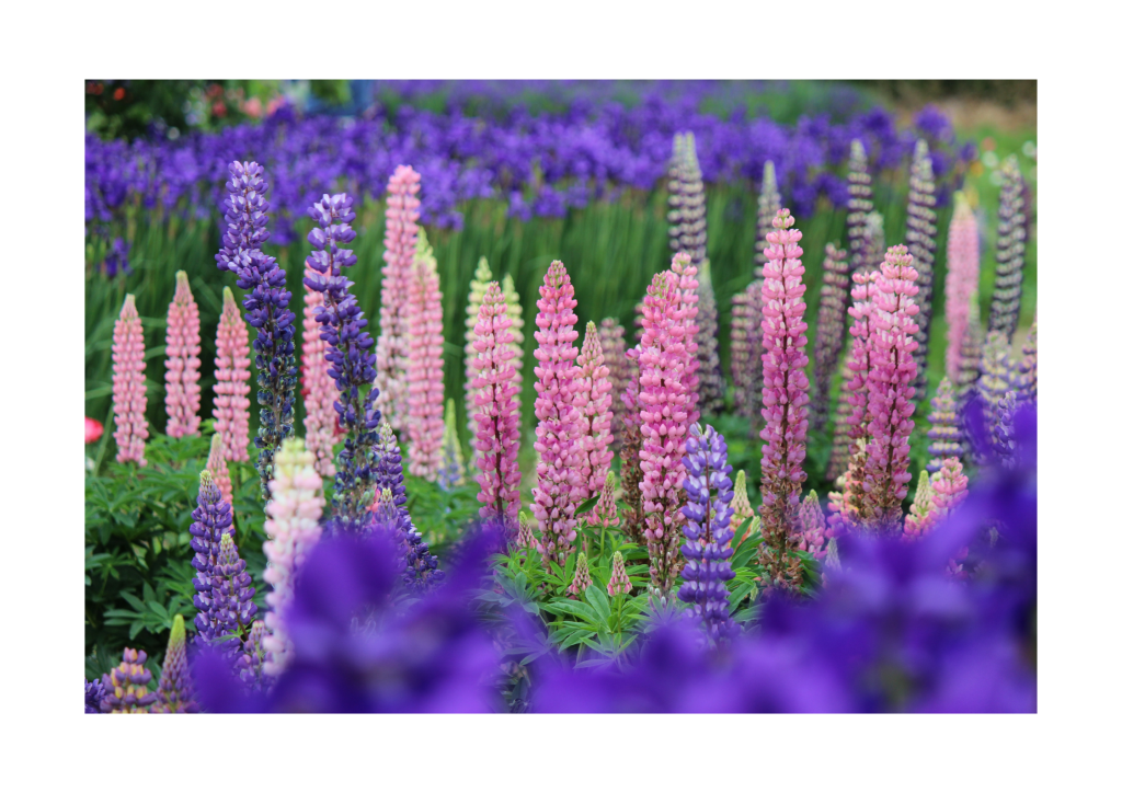 Lupine in bloei, omgeven door een zachte gloed.