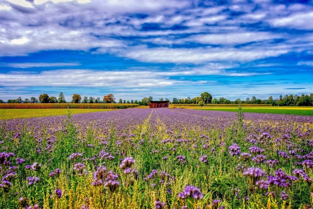 Phacelia in het wild
