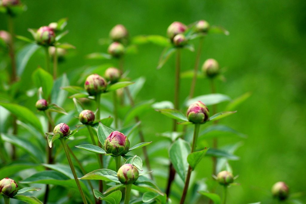 Pioenrozen in de tuin