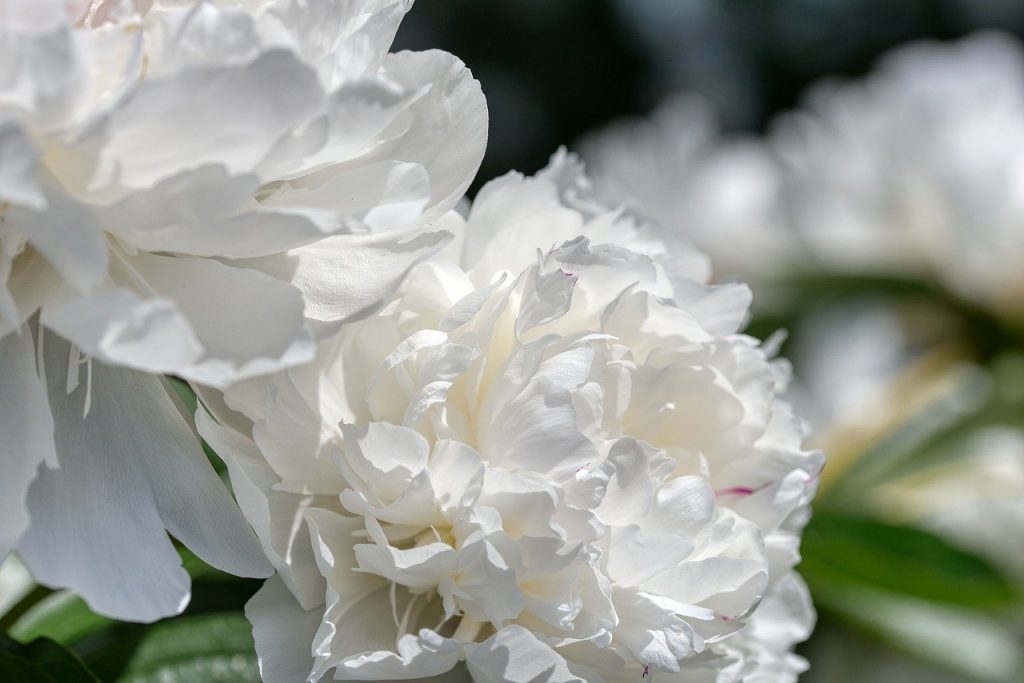 Witte rijpe pioenrozen