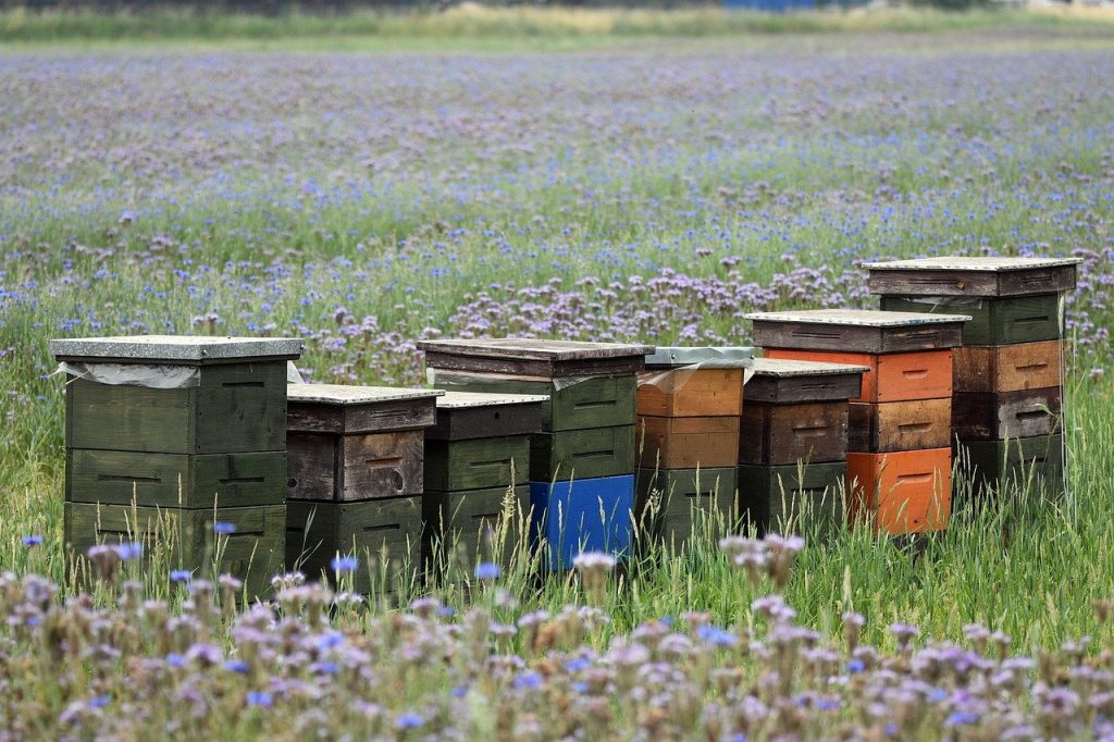 Gebruikt de eigenschappen van phacelia door bijenhouders