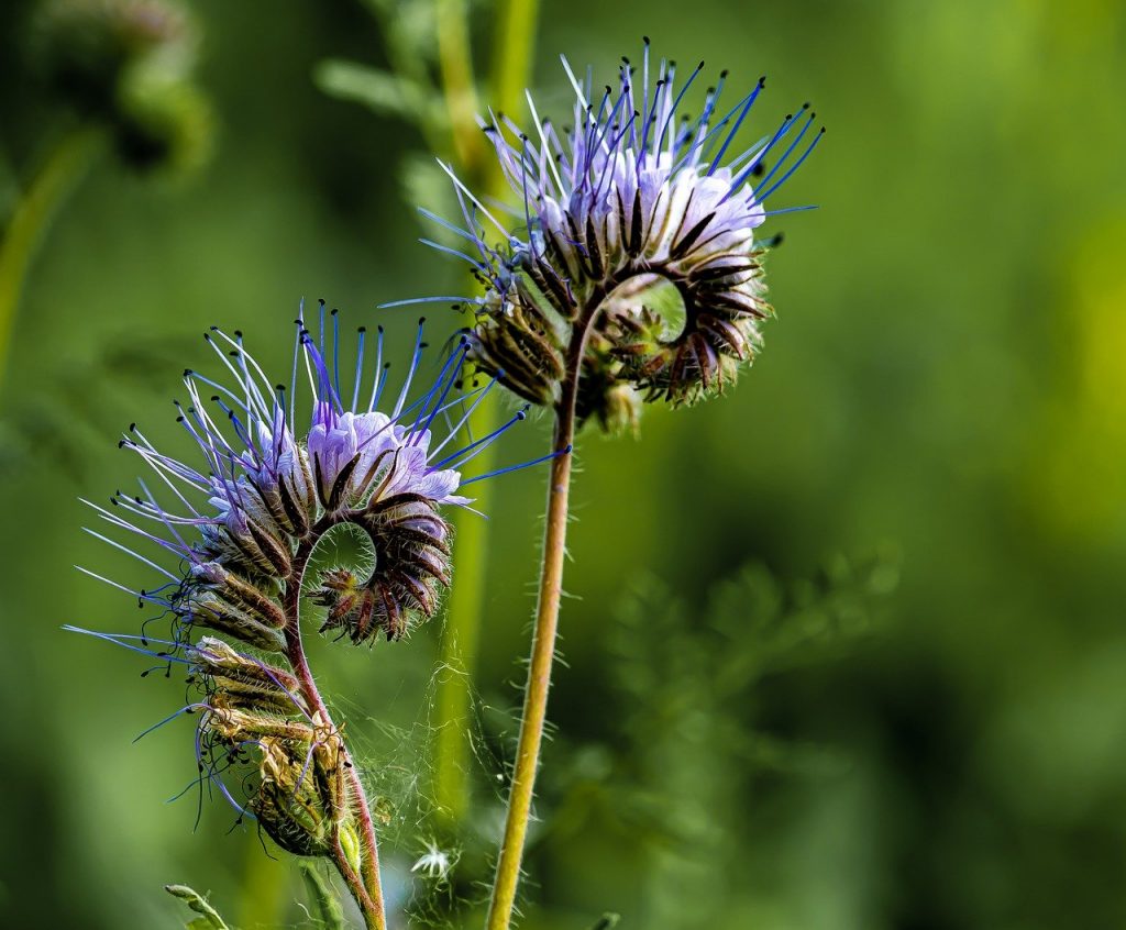 Phacelia bloemen