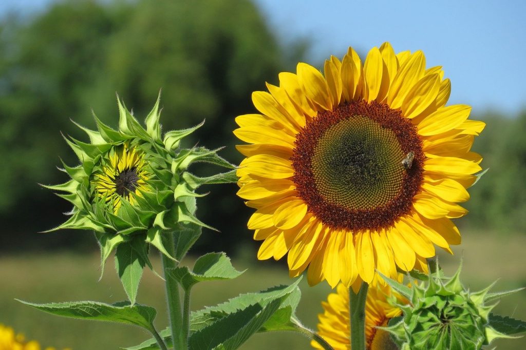 Zonnebloem in bloei