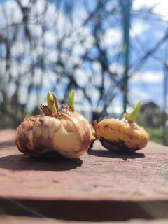 Close-up van bollen van gladiolen.