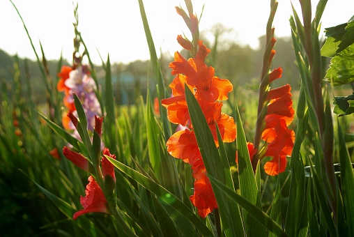 Oranje gladiolen in volle bloei: Prachtige zomerbloemen die kleur en vreugde brengen in de tuin.