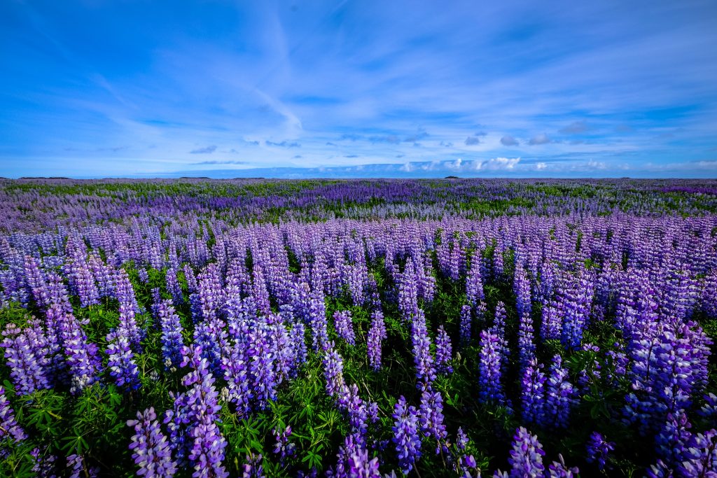 Duizenden blauwe lupines in volle bloei.