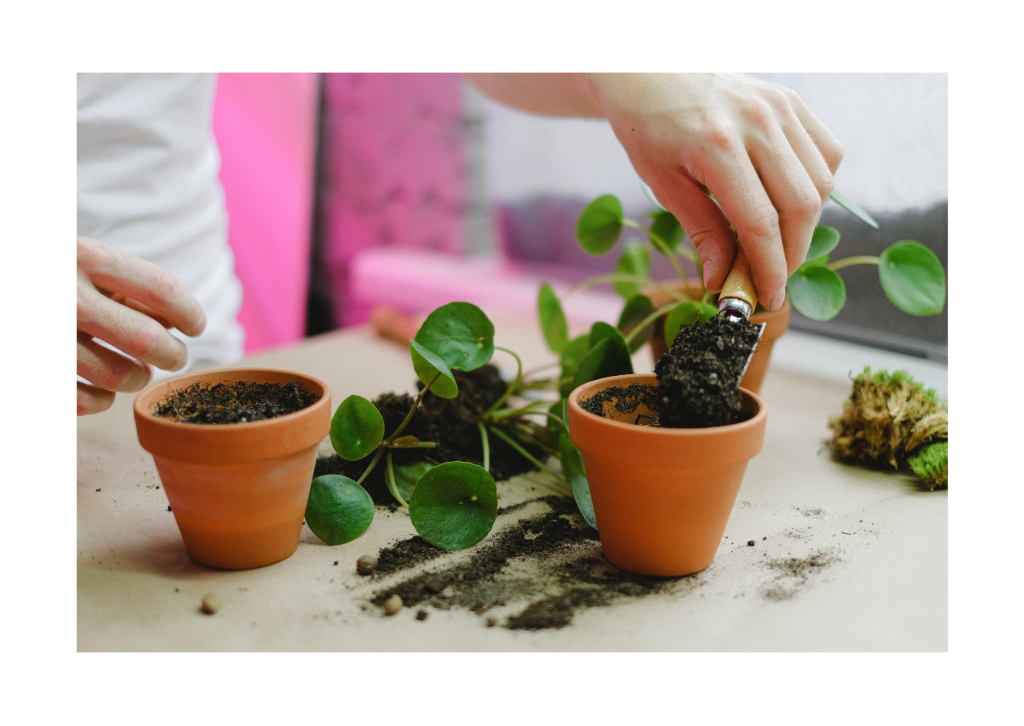 Pilea plant (Pannenkoekplant) verpotten.