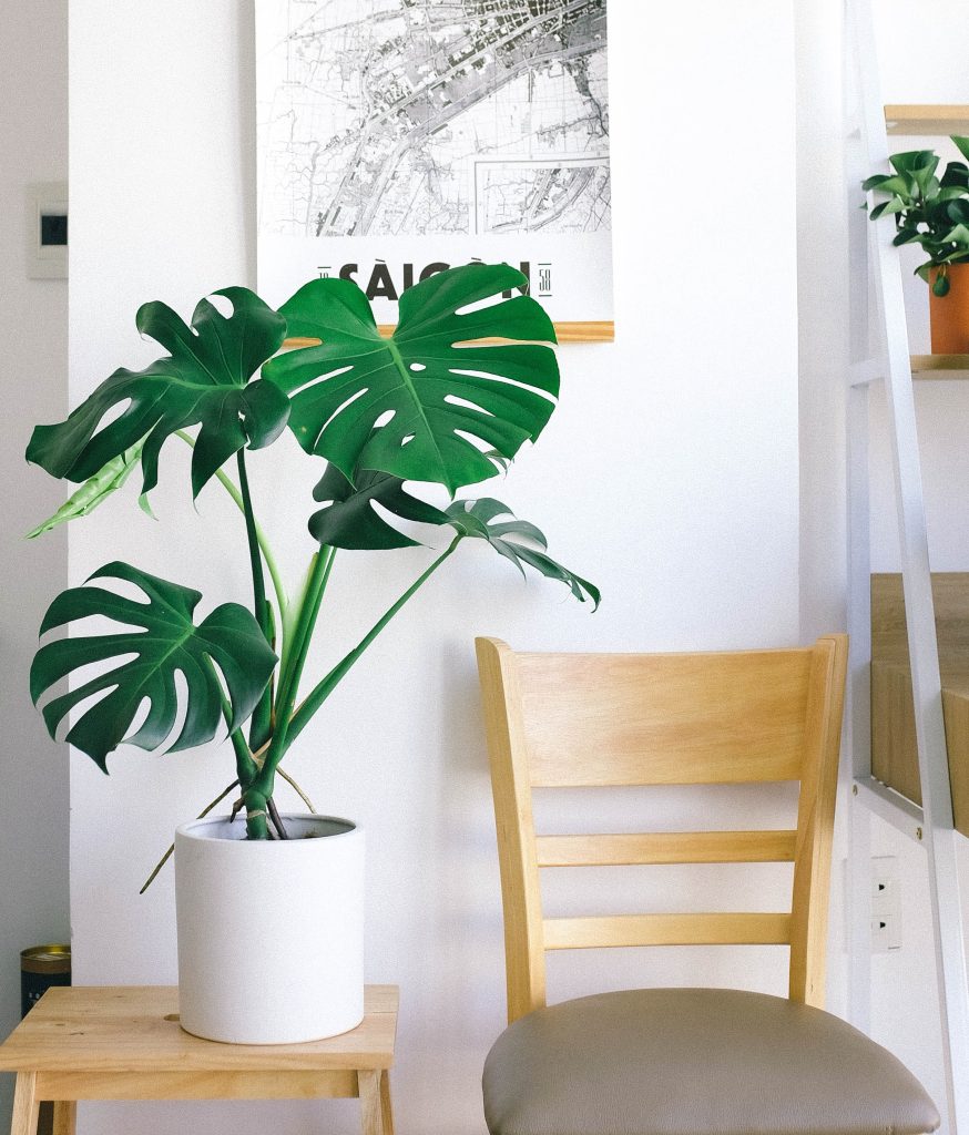 Prachtige Monstera plant: eigenschappen en verzorging.
