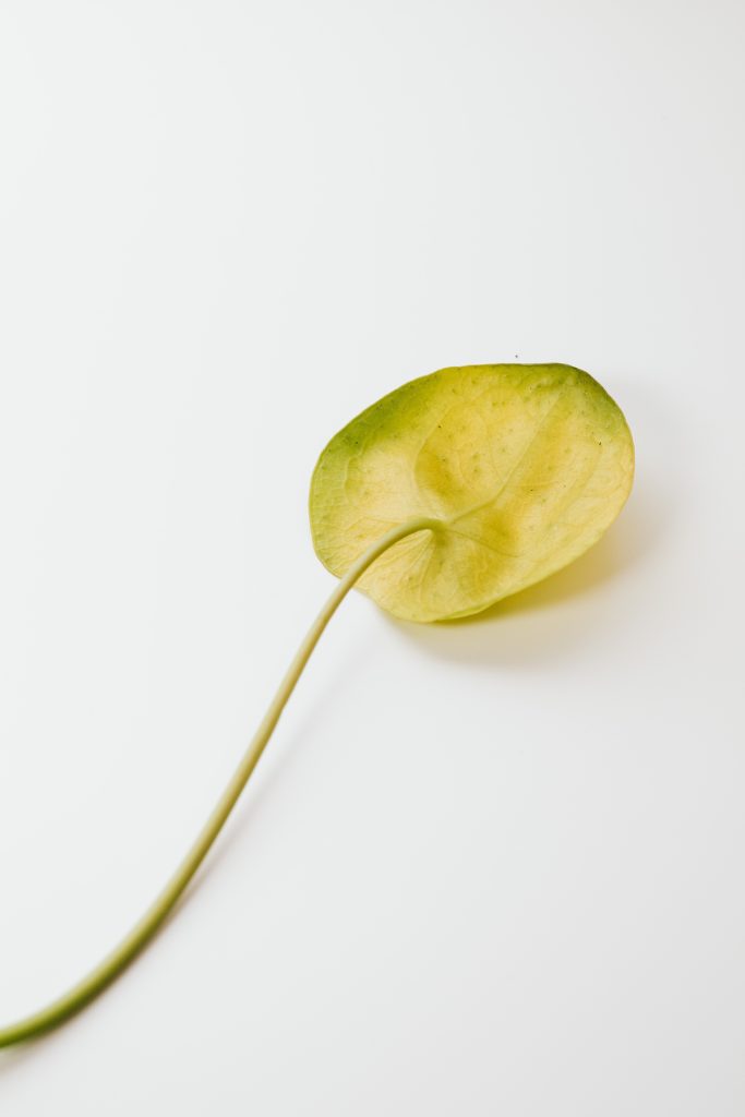 Close-up van geelkleurig blad van een Pilea plant