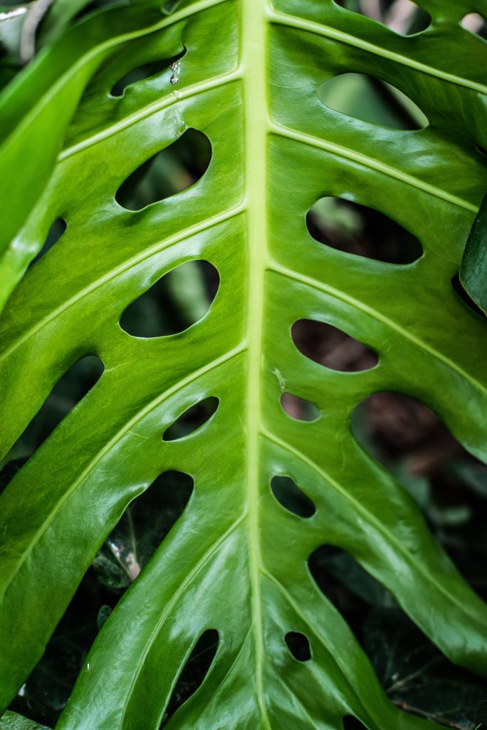 monstera