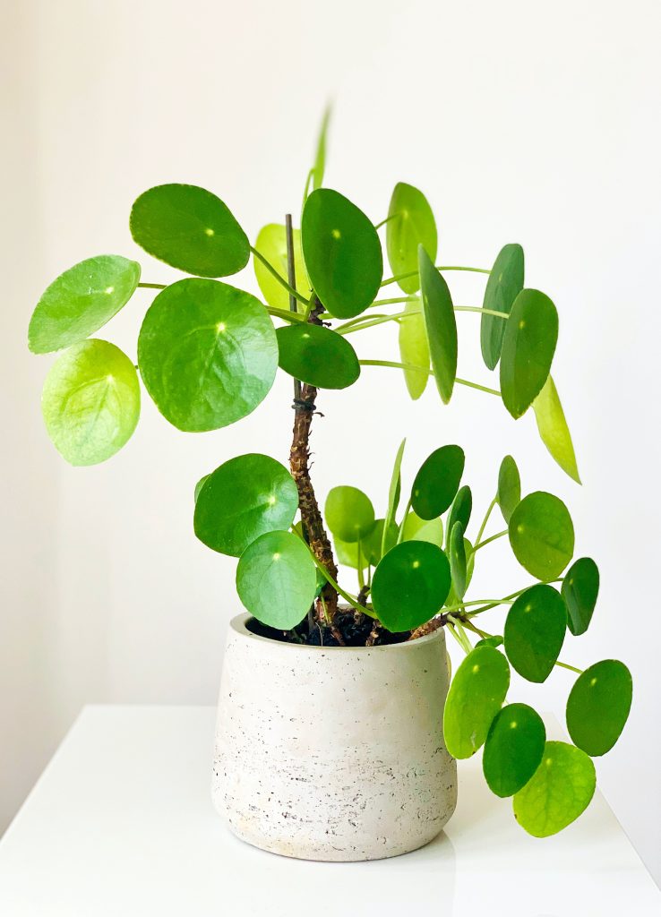 Close-up van een groene Pilea Peperomioides plant in een witte pot.
