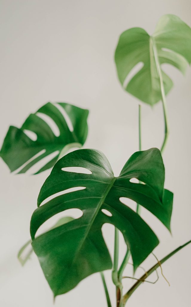 Prachtige Monstera plant: eigenschappen en verzorging.