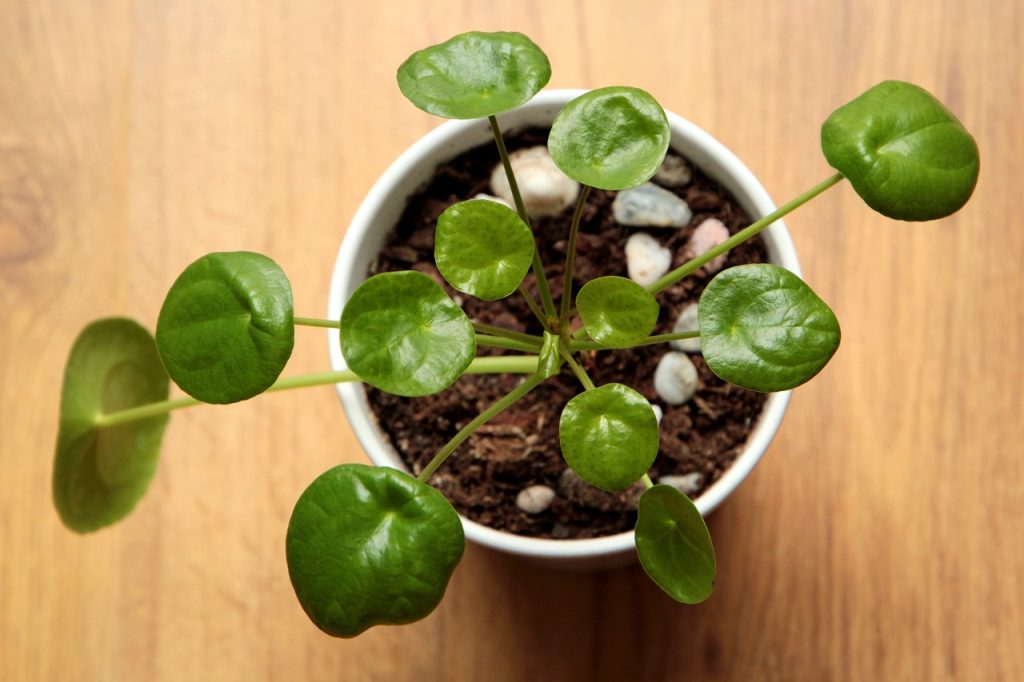 Pilea peperomioides plant met ronde bladeren.