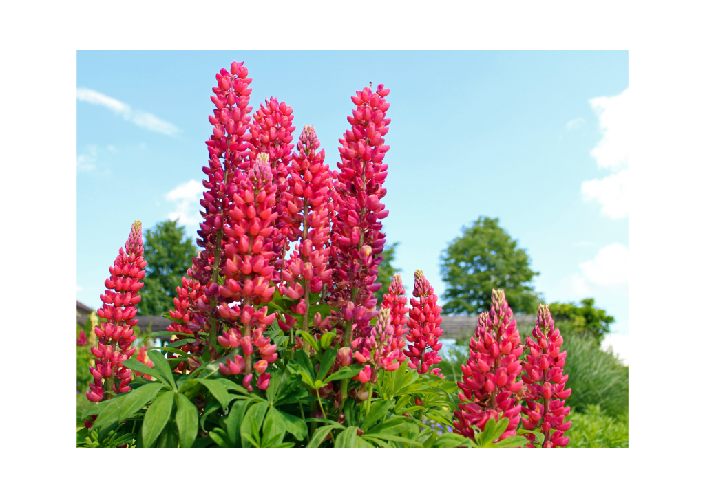 Prachtige koraalkleurige lupine in bloei.