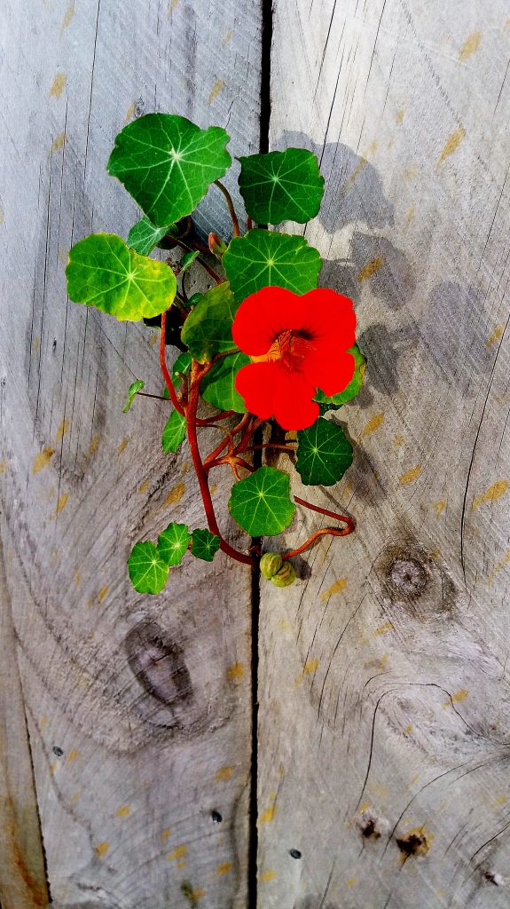 Close-up van een prachtige rode  Nasturtium bloem in volle bloei.