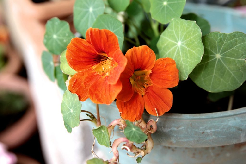 Nastrutium plant met mooie oranje bloemen en groene bladeren.