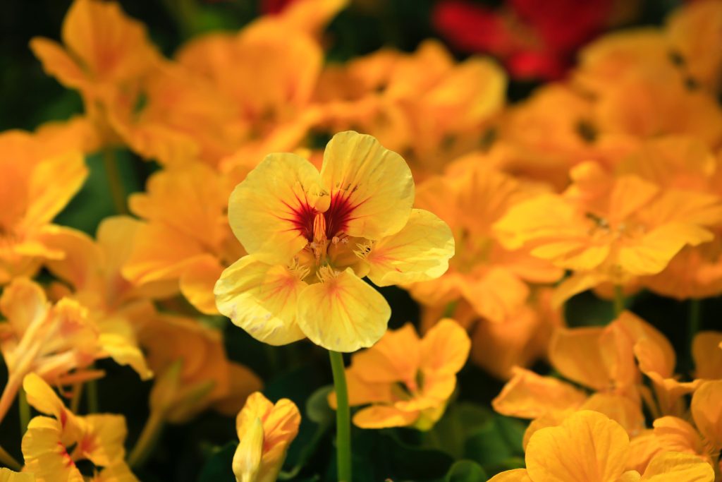 Prachtige gele bloemen van Nasturtium (Tropaeolum majus)