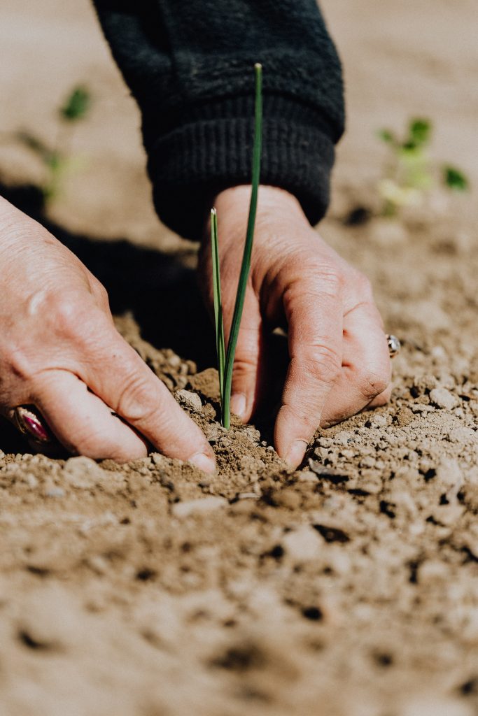 Mini groene stekjes geplant in de grond.