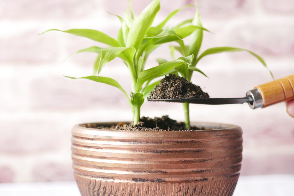 Een prachtige Lucky Bamboo plant groeiend in een pot met rijke potgrond.