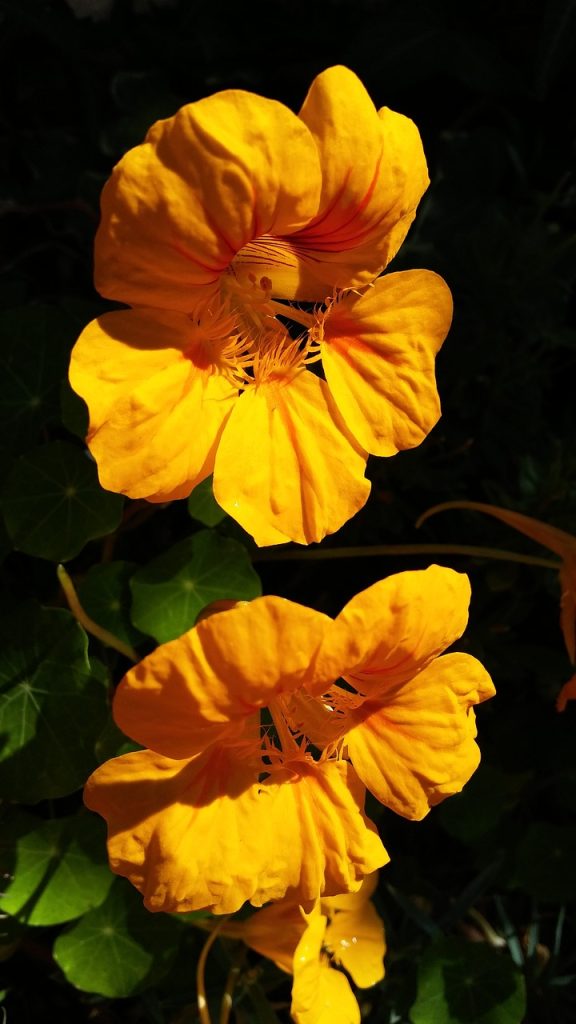 Gele bloemen van Nasturtium in volle bloei.