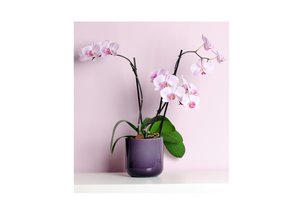 Stijlvolle wit-roze orchidee in pot: Een verfijnde orchidee met witte en roze bloemen, prachtig gepresenteerd in een elegante pot.