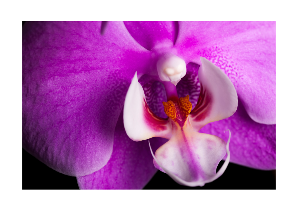 Close-up van een prachtige paarse orchidee bloem: De gedetailleerde schoonheid van een paarse orchidee in volle bloei, met perfecte symmetrie en levendige kleuren.