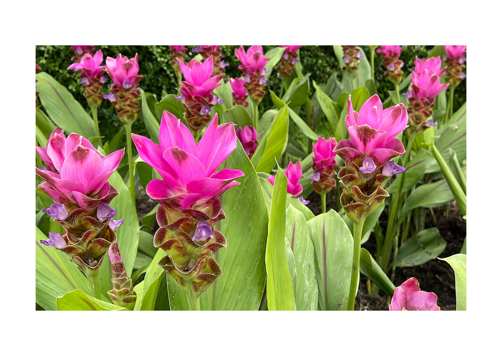 Betoverende roze Curcuma planten in volle bloei, met weelderige bloemknoppen en zachte, roze bloemblaadjes. De elegante bloemstelen steken af tegen de groene bladeren, waardoor een adembenemend kleurrijk en exotisch beeld ontstaat in de tuin.