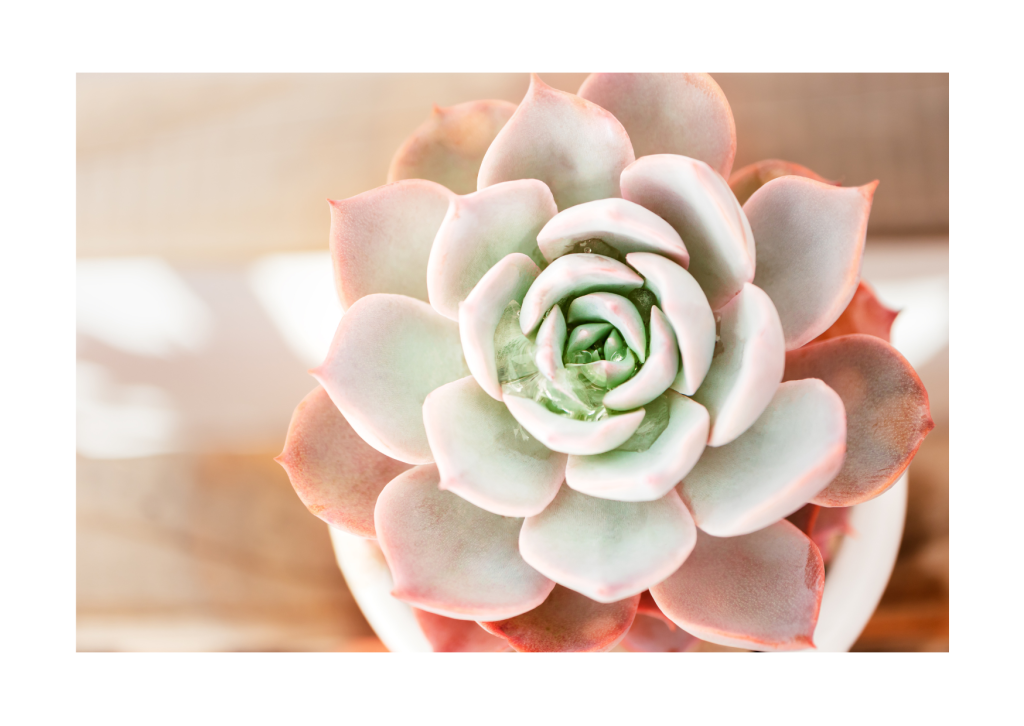 Close-up van de betoverende Echeveria Lilacina, een rootlees vetplant met zilverachtige bladeren en sierlijke rosettevorm.