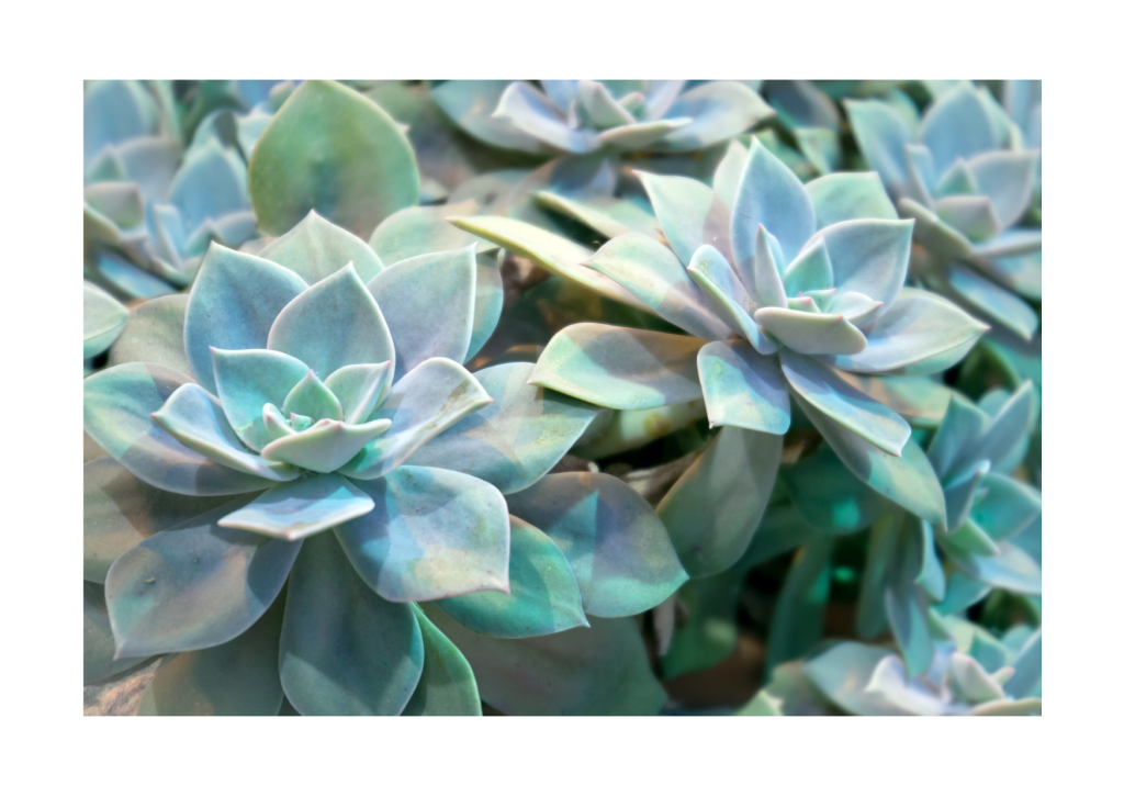 Close-up van de betoverende Echeveria Lilacina, een rootlees vetplant met zilverachtige bladeren en sierlijke rosettevorm.