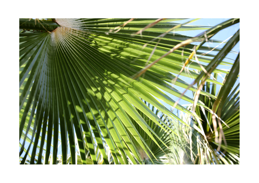 Close-up van bladeren van Chinese waaierpalm (Trachycarpus fortunei) - Prachtige gedetailleerde weergave van de karakteristieke waaiervormige bladeren van deze exotische palmboom.