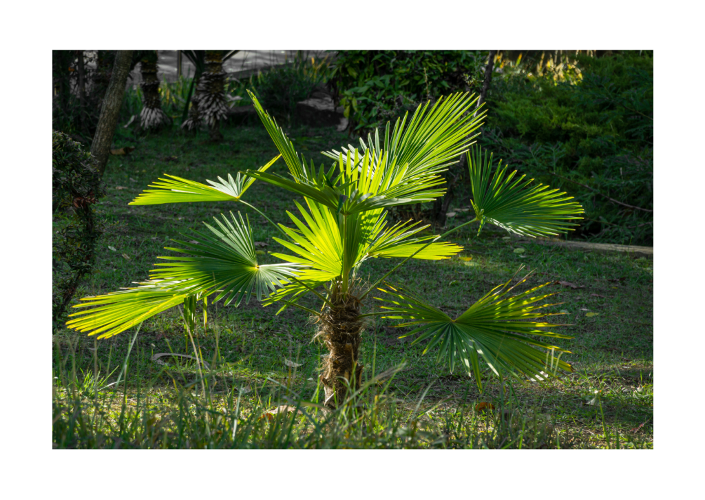 Prachtige Chinese waaierpalm (Trachycarpus fortunei) in de tuin - Een elegante en tropische toevoeging aan de buitenruimte, met zijn weelderige groene bladeren en majestueuze uitstraling.