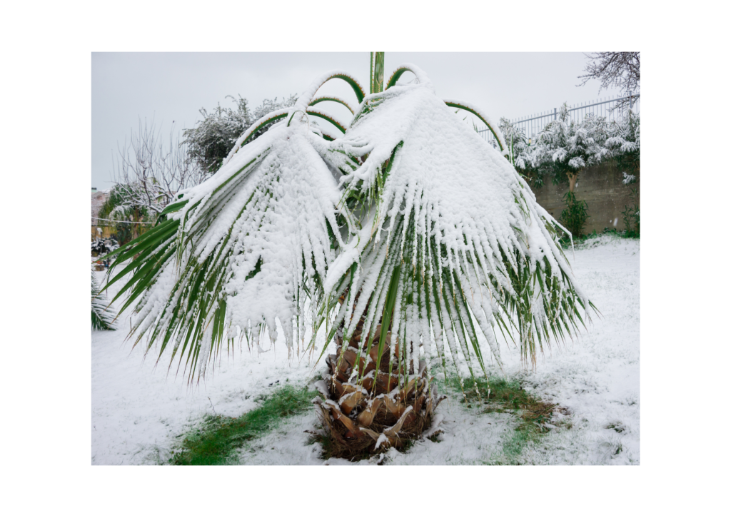 Palmboom in de sneeuw - Een ongewoon en schilderachtig gezicht van een Trachycarpus Fortunei-palmboom bedekt met een laagje sneeuw, een bijzondere combinatie van exotisch groen en winterse pracht.