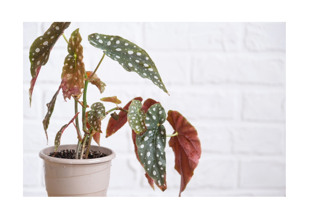 Begonia Maculata in Pot: Een Prachtige Toevoeging aan het Interieur.