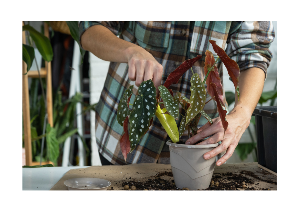 Overplanting van Begonia Maculata.