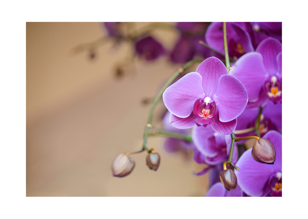 Close-up van weelderige paarse orchidee bloemen: De betoverende details van paarse orchideeën in volle bloei, een lust voor het oog.