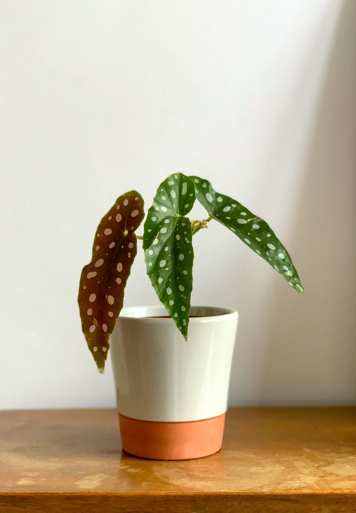 Begonia Maculata in Pot: Een Prachtige Toevoeging aan het Interieur.