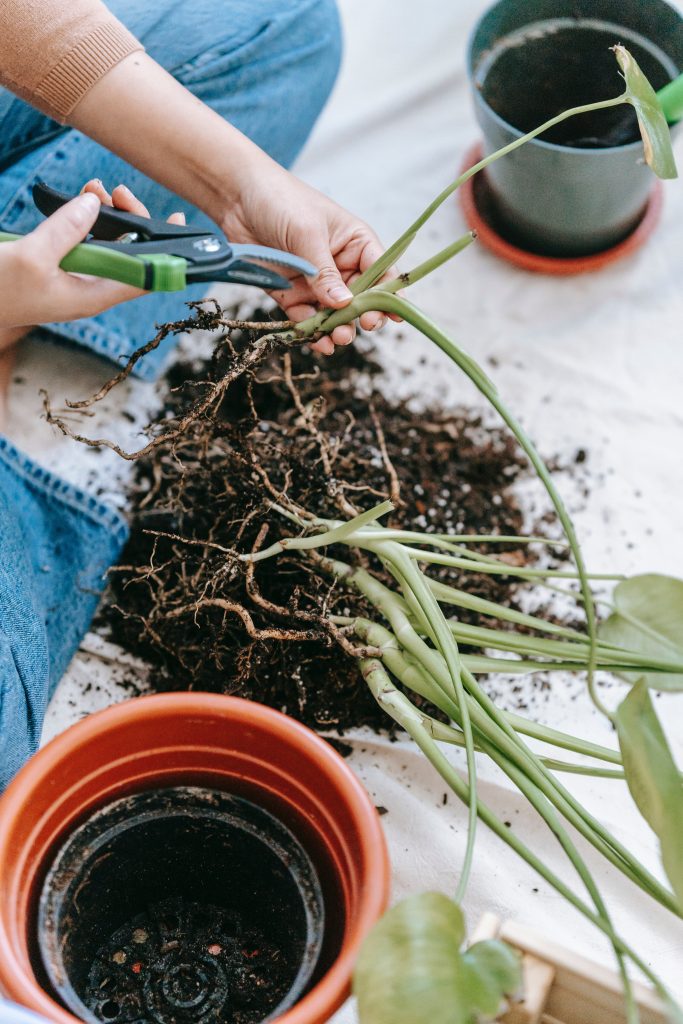 Plant vermeerderen.