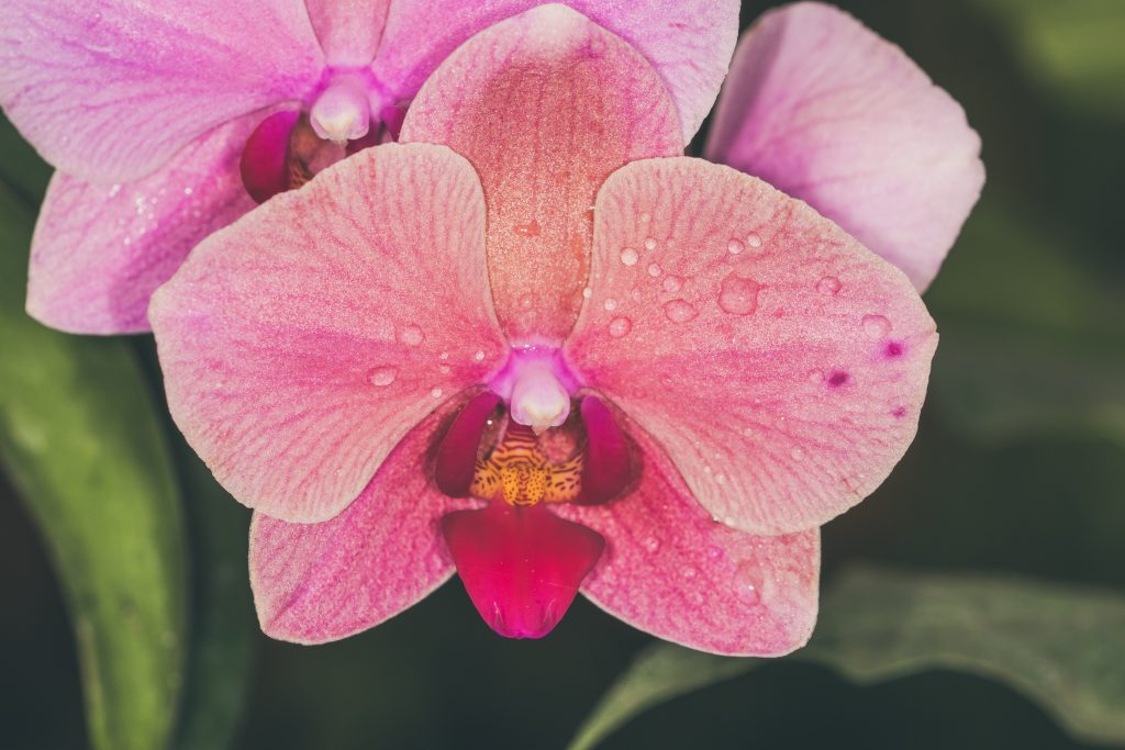 Close-up van een prachtige roze orchidee bloem: De gedetailleerde schoonheid van een roze orchidee in volle bloei, met perfecte symmetrie en levendige kleuren