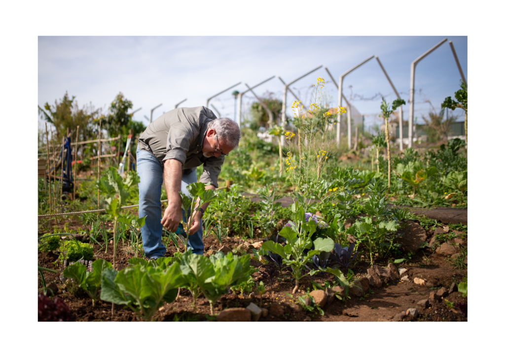 Vermeerdering in de tuin: Een beeld van het stekken van planten. Een duurzame en kosteneffectieve manier om nieuwe planten te kweken en de tuin te laten floreren.