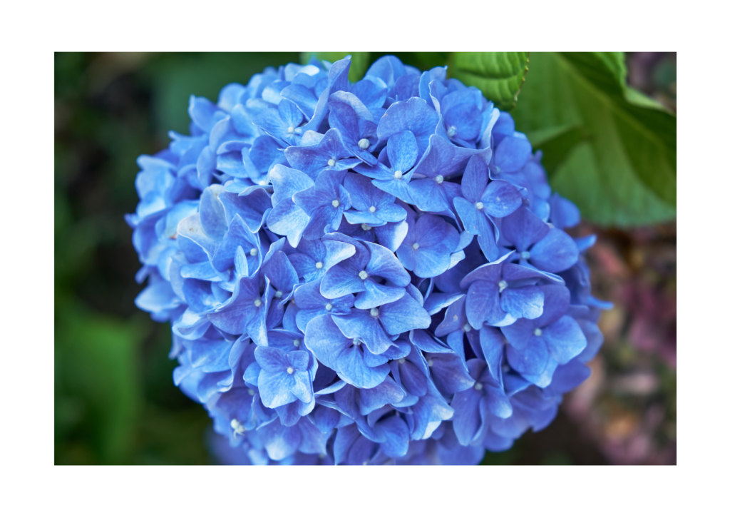 Prachtige blauwe hortensia bloem in close-up: Een weelderig en kleurrijk tafereel, dat de schoonheid van de natuur in volle bloei laat zien.