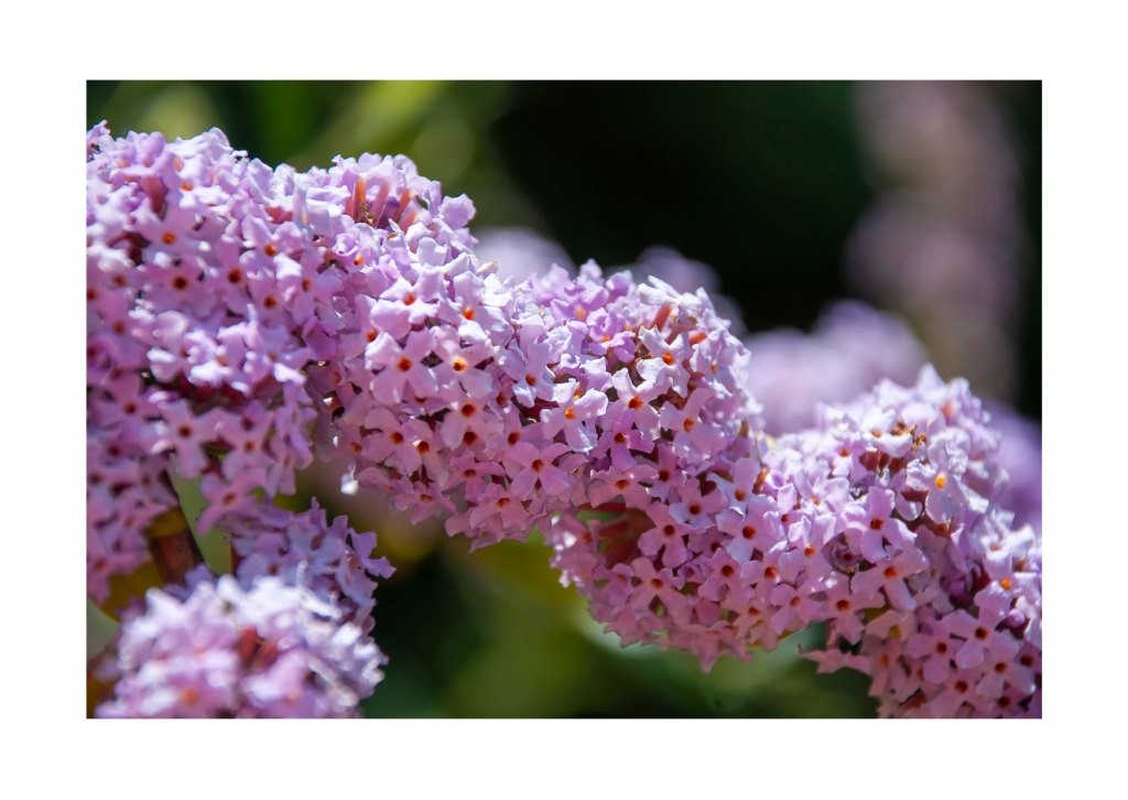 Betoverende bloei van Buddleja alternifolia: Een close-up van de sierlijke bloemen in volle bloei. Een favoriet van vlinders en een genot voor het oog in de tuin.