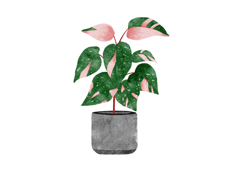 Philodendron Pink Princess: Een prachtige kamerplant met donkergroene bladeren en opvallende lichtroze tot felroze vlekken.