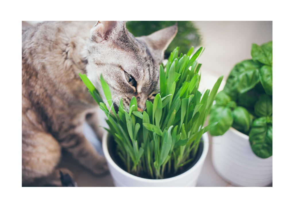 Kattengras: De favoriete lekkernij van deze tevreden kat.