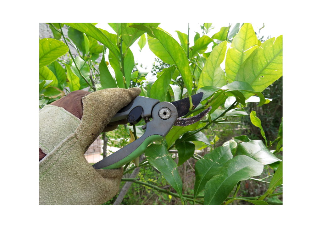 Nauwkeurig snoeien van plantenbladeren. De persoon gebruikt scherpe tuinschaar om dode en beschadigde bladeren van de plant te verwijderen, waardoor de gezonde groei wordt bevorderd.