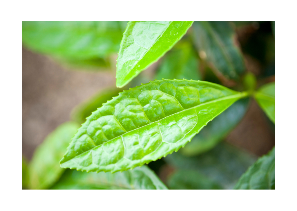 Close-up van Camellia sinensis theeplantbladeren, prachtig en vol potentie voor heerlijke thee.