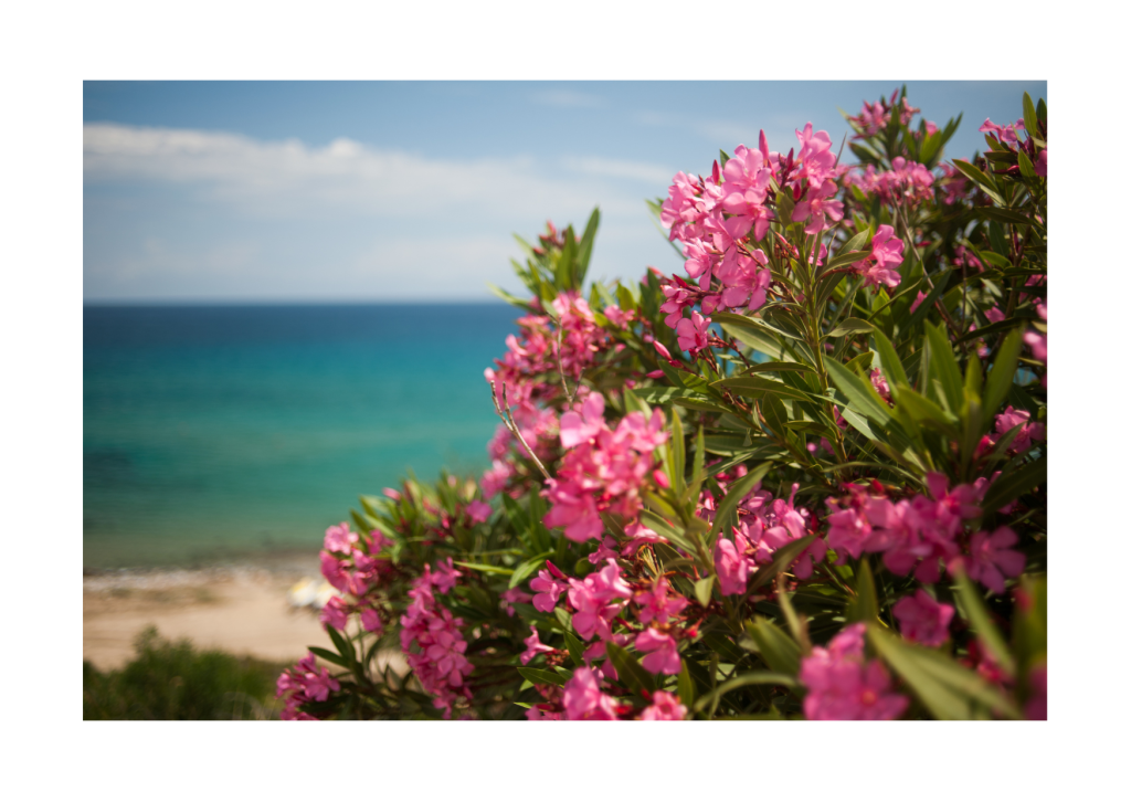 Oleander in het wild bij de zee: Kleurrijke oleanderstruiken groeien langs de kustlijn met de zee op de achtergrond.