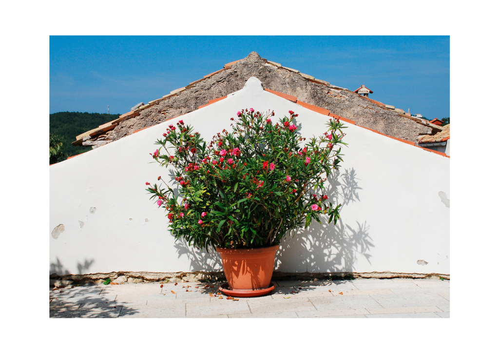 Majestueuze Oleander Orze Plant in een Enorme Buitenpot: Een indrukwekkende oleanderorze plant pronkt in een groot buitenvat, omringd door een mediterraan klimaat.